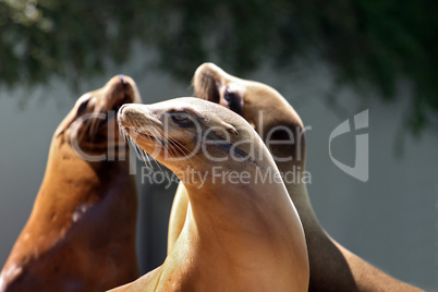 sea lion  taking a nap