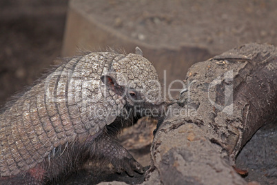 closeup of an armadillo