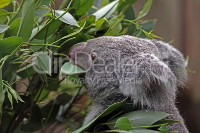 australien koala