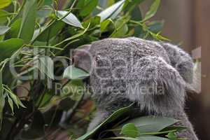 australien koala