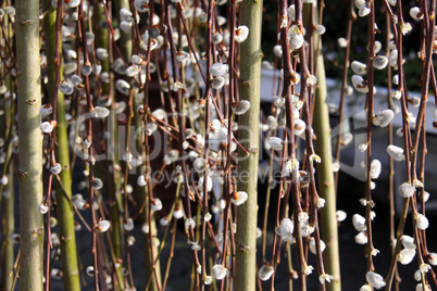 pussy willow catkins