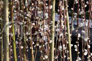 pussy willow catkins