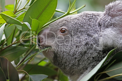 koala bear in the zoo