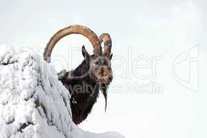 ibex on top of a rock