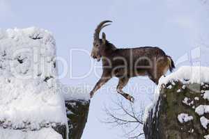 ibex on top of a rock