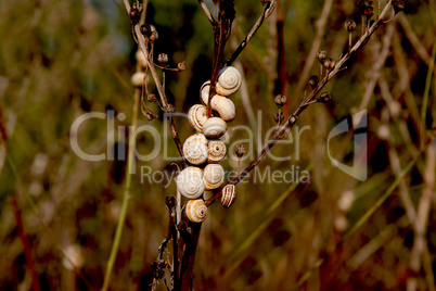 snails on a tree