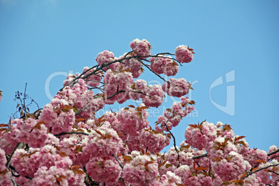 yoshino cherry blossoms