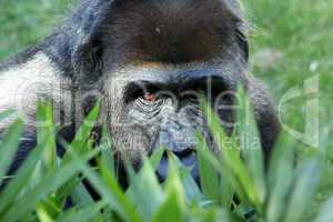 western lowland gorilla