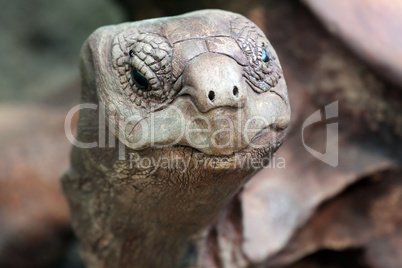 portrait of a giant tortoise close up