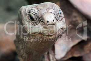 portrait of a giant tortoise close up