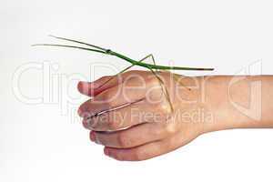 walking stick held in a hand