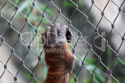 hand of orang utan