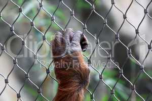 hand of orang utan