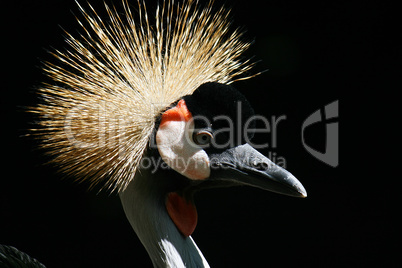 close-up of a crowned crane.