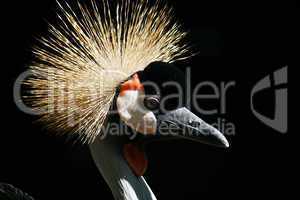 close-up of a crowned crane.