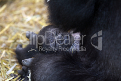 Gorilla with baby, mother and child,