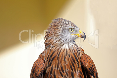 Golden eagle