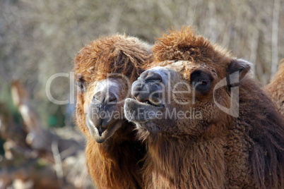 funny dromedaries