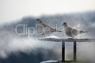pigeons in the fog