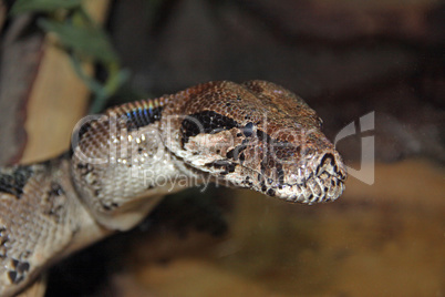Close up of tiger python