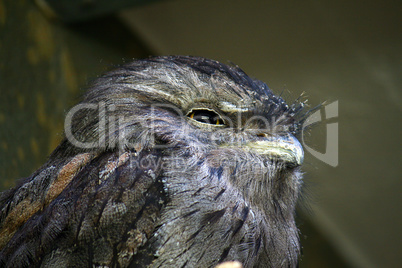 little owl in natural habitat (athene noctua)