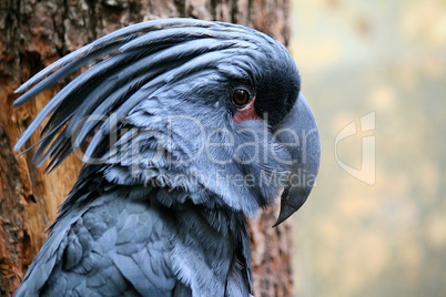 palm cockatoo parrot