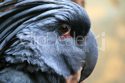 palm cockatoo parrot