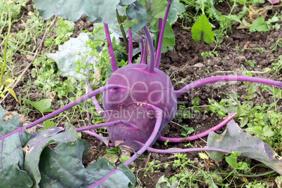 Red  Cabbage