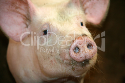 piglet in shed at pig-breeding farm