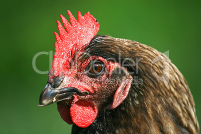 Portrait of a red chicken