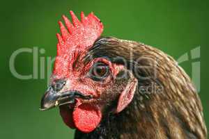 Portrait of a red chicken