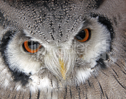 owl eagle  face