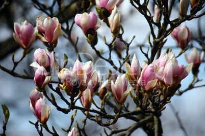 magnolia tree blossom