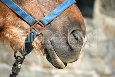 Horse nose detail