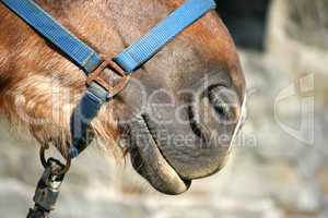 Horse nose detail