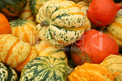 Pumpkin Stalks