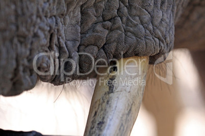 African elephant tusks