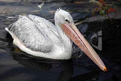 swimming Brown Pelican