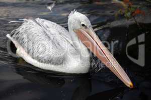 swimming Brown Pelican