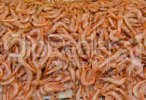 Shrimps