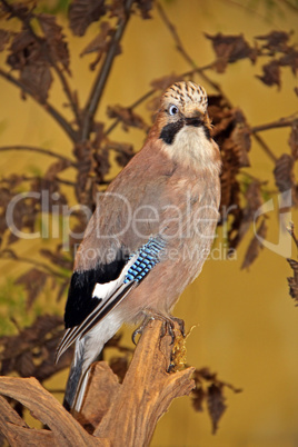 Eurasian Jay (Garrulus glandarius)