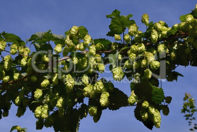 Hopfen