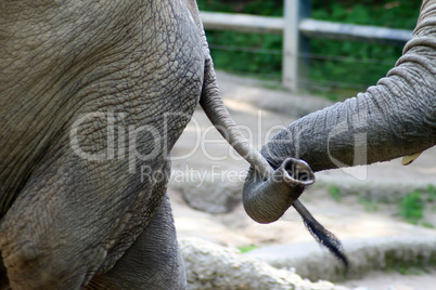 tusk of Elephant