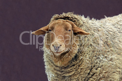 Female sheep, Ovis aries
