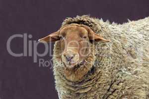 Female sheep, Ovis aries
