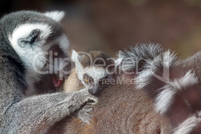 Mother lemur and baby