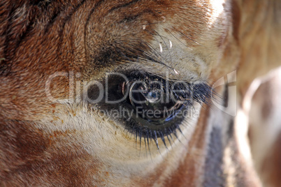 eye of giraffe