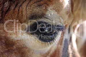 eye of giraffe
