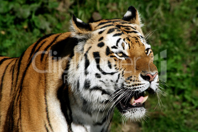 sibirien tiger