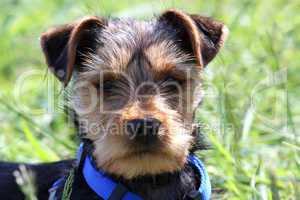 yorkshireterrier